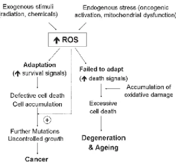 Gambar  2.6.  Gangguan  pada  homeostatis  redoks  (ROS).  Gangguan  dari  stimulasi  eksogen  dan  endogen  yang  bisa  menyebabkan  patogenesis  penyakit  termasuk  kanker