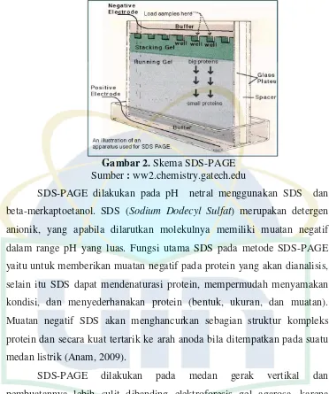 Gambar 2. Skema SDS-PAGE  