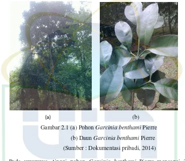 Gambar 2.1 (a) Pohon Garcinia benthami Pierre 