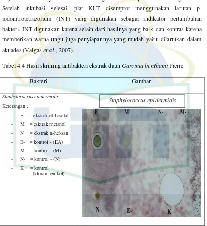 Tabel 4.4 Hasil skrining antibakteri ekstrak daun Garcinia benthami Pierre 