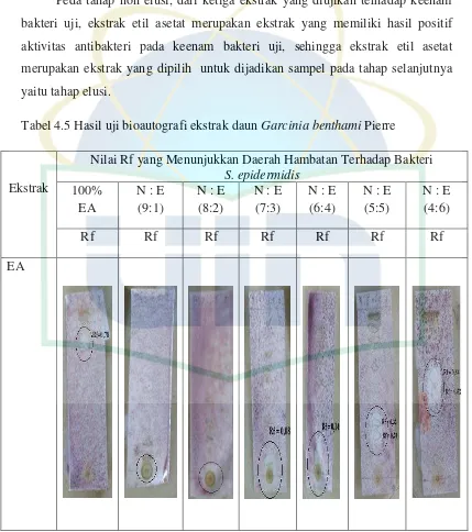 Tabel 4.5 Hasil uji bioautografi ekstrak daun Garcinia benthami Pierre 