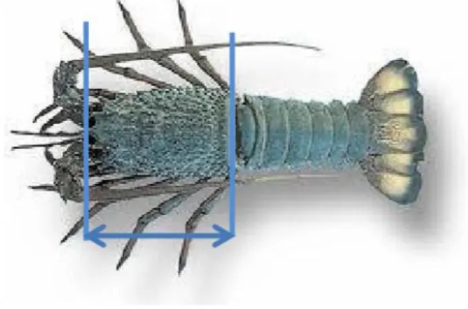 Gambar 2.1 Pengukuran Lobster 