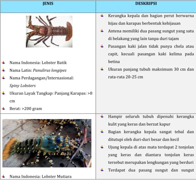 Tabel 3.4 Jenis Lobster Laut 