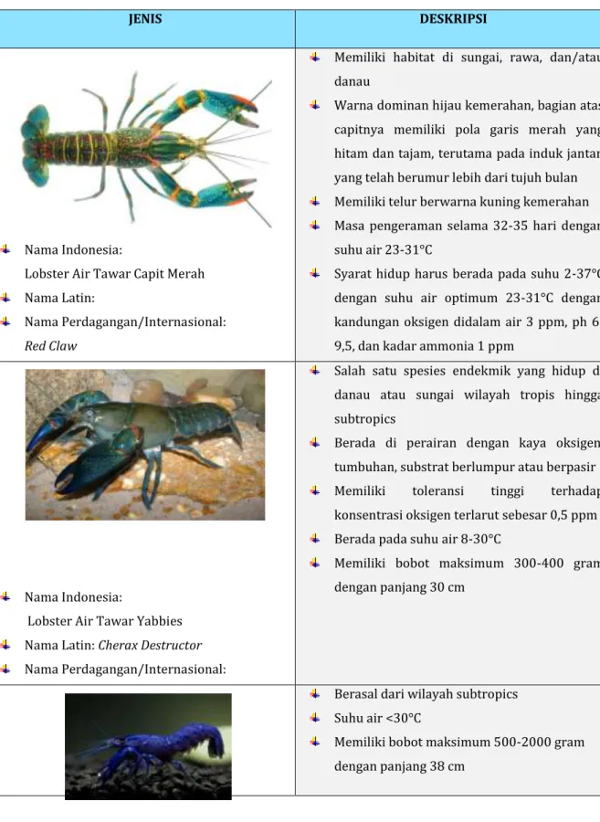 Tabel 3.5 Jenis Lobster Air Tawar 