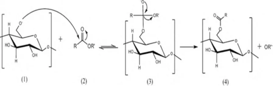 Gambar 20. Mekanisme reaksi esterifikasi (Muljana dkk., 2010)