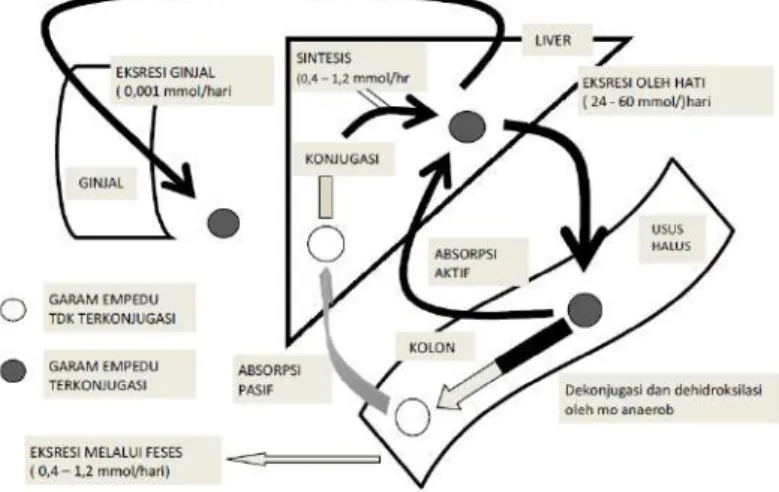 Gambar 22. Proses metabolisme dan siklus enterohepatik dari asam  empedu (sumber: Shaw, 2009)