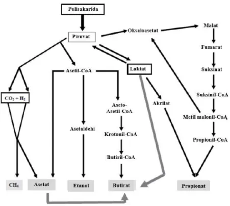 Gambar 23. Jalur metabolisme fermentasi karbohidrat oleh  mikrobia kolon (Donadille, 2010)