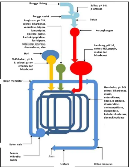 Gambar 24. Sistem pencernaan pati (Perera dkk., 2010)