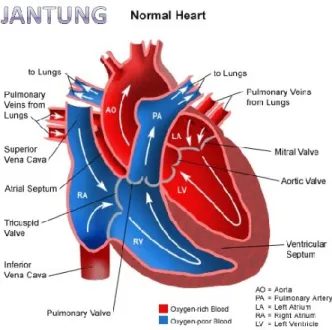 Gambar 1. Jantung normal. 