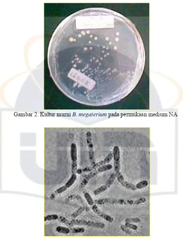 Gambar 2. Kultur murni B. megaterium pada permukaan medium NA  