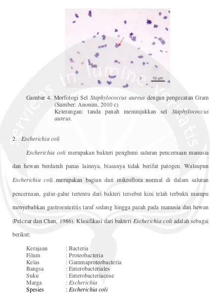Gambar 4. Morfologi Sel Staphylococcus aureus dengan pengecatan Gram