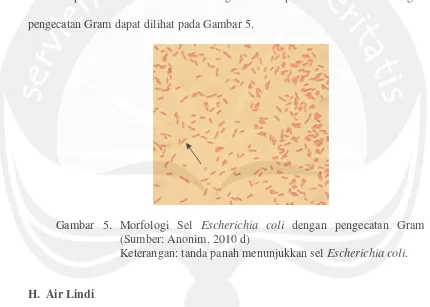 Gambar 5. Morfologi Sel Escherichia coli dengan pengecatan Gram