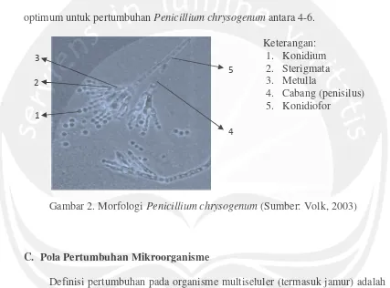 Gambar 2. Morfologi Penicillium chrysogenum (Sumber: Volk, 2003)