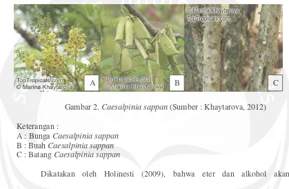 Gambar 2. Caesalpinia sappan (Sumber : Khaytarova, 2012) 