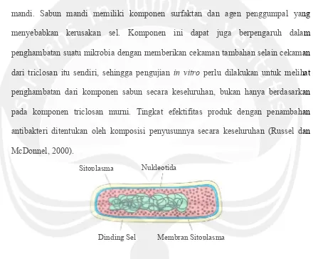 Gambar 4. Struktur Sel BakteriKeterangan: Triclosan Gambar 4. Struktur Sel Bakteri ( Sumber: Honeyman, 2001).Keterangan: Triclosan bekerja dengan mengganggu membran sel, sintesis lemak, lemak, RNA, dan protein.membran sel, sintesis asam 