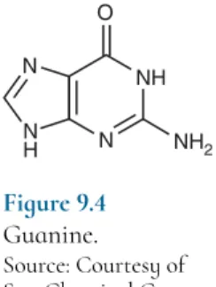 Figure 9.4 Guanine.
