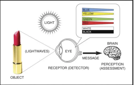 Figure 1.4 Color perception schematic.