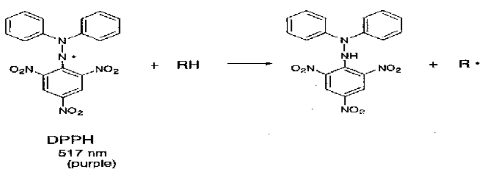 Gambar 3. Reaksi Radikal DPPH dengan Antioksidan 