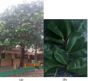 Gambar 2.1. Syzygium cumini L. : (a) Pohon; (b) Daun. 