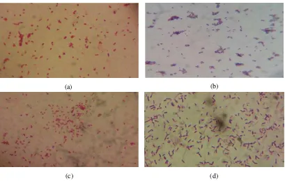 Tabel 4.2 Hasil pengamatan makroskopik dan mikroskopik Candida albicans