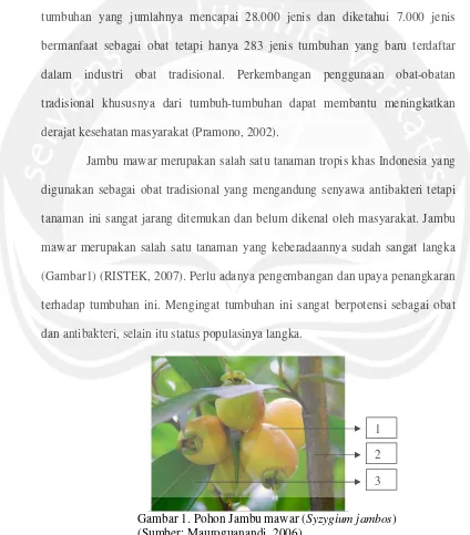 Gambar 1. Pohon Jambu mawar (Syzygium jambos(Sumber: Mauroguanandi, 2006).  ) Keterangan:  1)