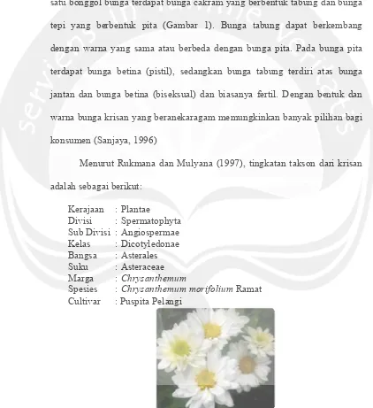 Gambar 1.  Chrysanthemum morifolium Ramat cv. Puspita Pelangi (Sumber : Balai Tanaman Hias Cipanas, 2012) 