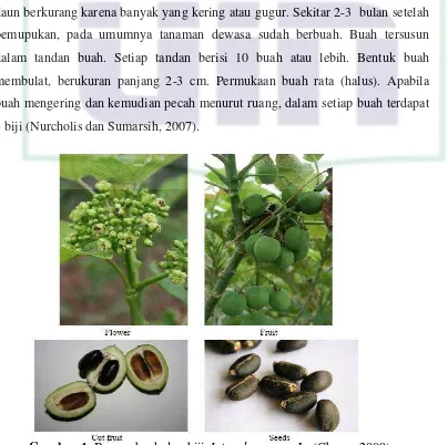 Gambar 1. Bunga, buah dan biji Jatropha curcas L. (Chong, 2009). 