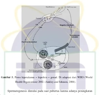 Gambar 5. Poros hipotalamus – hipofisis – gonad. Di adaptasi dari WHO (World 