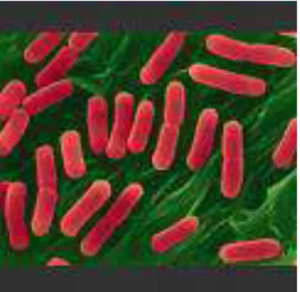 Gambar 2.1. Morfologi E. coli
