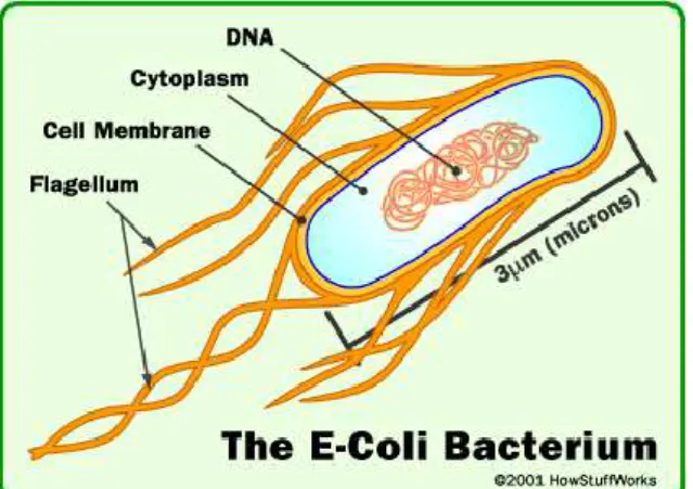 Gambar 2.2. Struktur bakteri E. coli Struktur tipe bakteri biasanya tersusun oleh : 