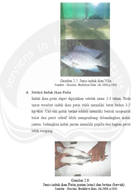 Gambar 2.5. Jenis induk ikan Nila 