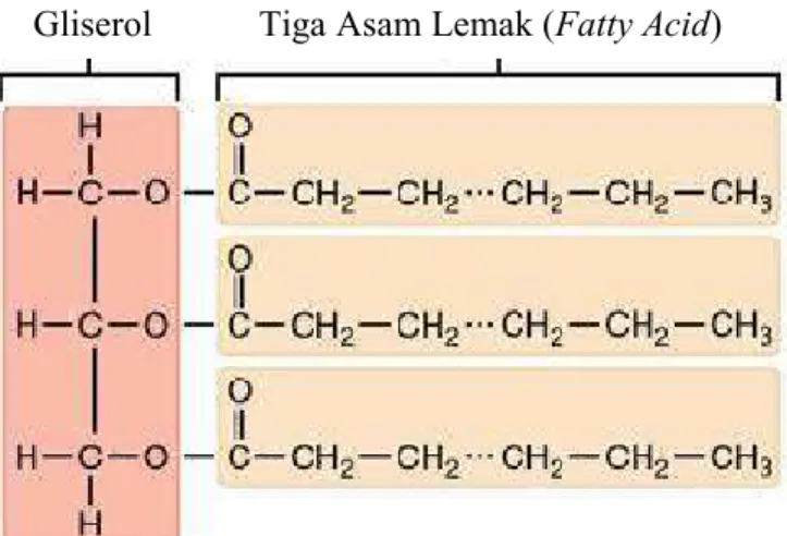 Gambar II.1 Struktur Kimia Trigliserida (Syifalia dan Abdul, 2017) Menurut Herperian (2014), lemak yang terdapat dalam trigliserida pada tubuh manusia adalah :