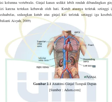 Gambar 2.1 Anatomi Ginjal Tampak Depan 