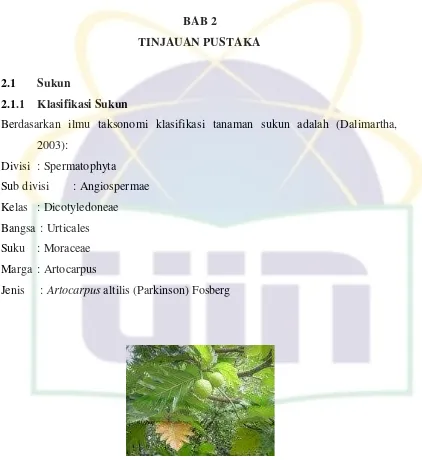 Gambar 1. Tanaman Sukun (Artocarpus altilis) (Rusmiyanti, 2006) 