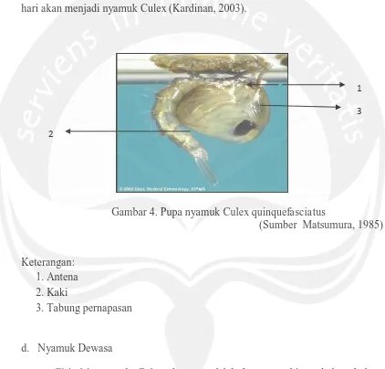 Gambar 4. Pupa nyamuk Culex quinquefasciatus (Sumber  Matsumura, 1985) 