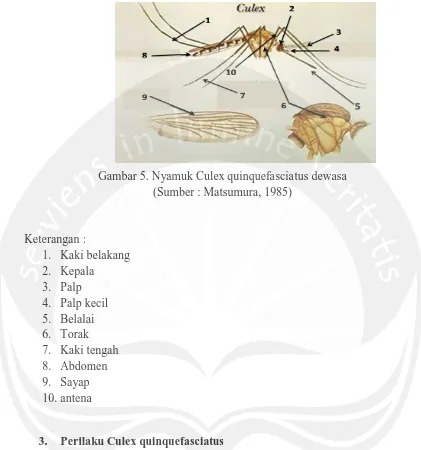 Gambar 5. Nyamuk Culex quinquefasciatus dewasa (Sumber : Matsumura, 1985) 