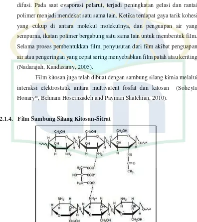 Gambar 2.1. Struktur Kimia Sambung Silang Kitosan-Sitrat 