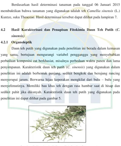 Gambar 5. Karakteristik Daun Teh Putih (C. sinensis) Sumber: Dokumen Pribadi 