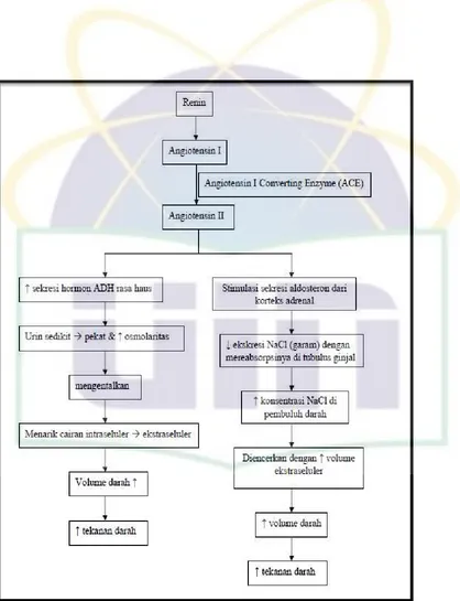 Gambar 2.1.Patofisiologi hipertensi 