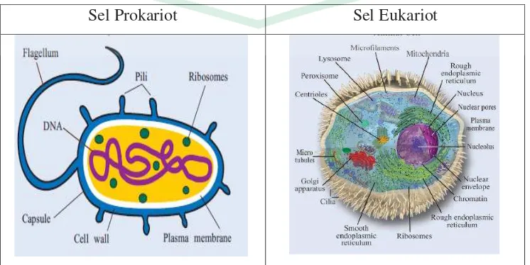 Gambar 2.1. Sel Prokariotik dan Eukariotik (Sumber: Brooks, 2003) 
