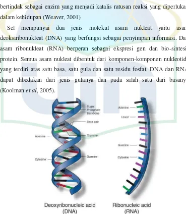 Gambar 2.2 Asam Nukleat: DNA dan RNA 
