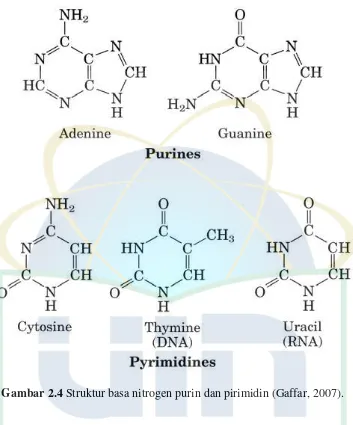 Gambar 2.4 Struktur basa nitrogen purin dan pirimidin (Gaffar, 2007). 