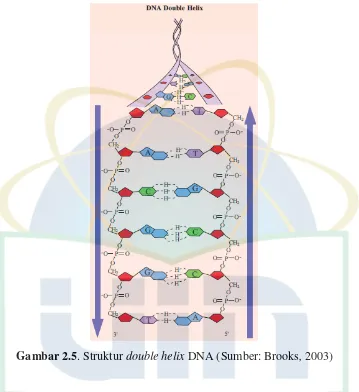 Gambar 2.5. Struktur double helix DNA (Sumber: Brooks, 2003) 