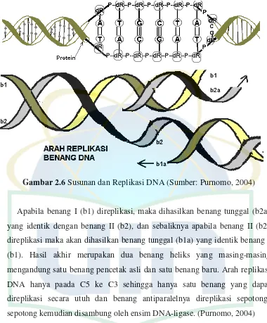 Gambar 2.6 Susunan dan Replikasi DNA (Sumber: Purnomo, 2004) 