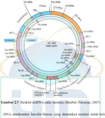 Gambar 2.7. Struktur mtDNA pada manusia (Sumber: Passarge, 2007) 