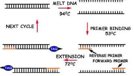 Gambar 2.9 Siklus RT-PCR (Gaffar, 2007) 