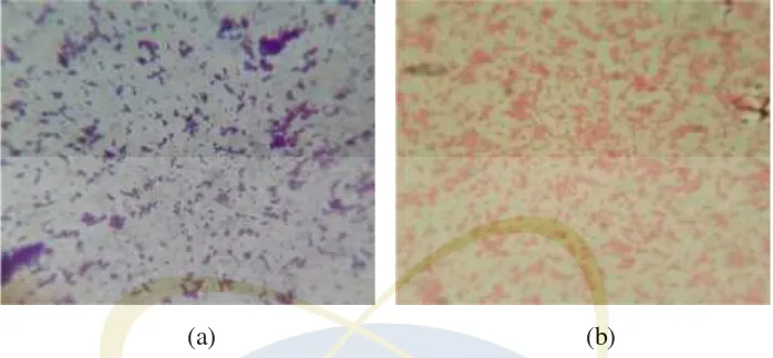 Gambar 4.3. Hasil pewarnaan Gram bakteri Staphylococcus aureus (a) dan