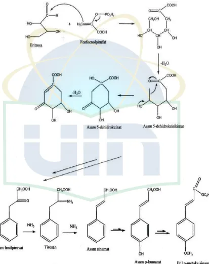 Gambar 2.2 Jalur asam sikhimat dalam biosintesa fenilpropanoid untuk menghasilkan etil p-metoksisinamat 