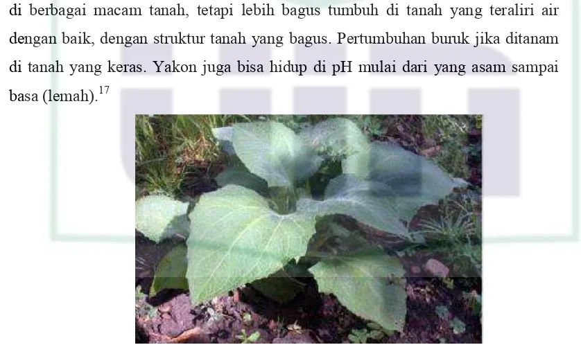 Gambar 2.6 Daun Yakon (Smallanthus sonchifolius) 