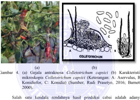 Layu Fusarium Fusarium Oxysporum Penyakit Pada Tanaman Cabai 3534